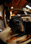 THE DOG-KOTA.jpg